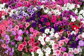 Total Madness Mix Petunia