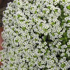 Gigi White (Snow Crystals) Alyssum