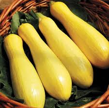 Yellow Straight Neck Summer Sqaush