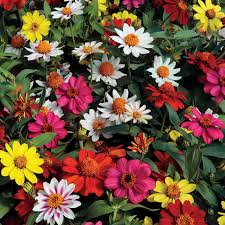 Zahara Mix Zinnia