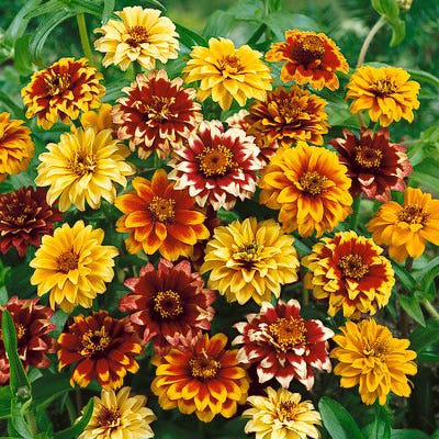 Persian Carpet Zinnia