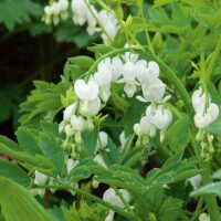 Dicentra spect White Bleeding Heart