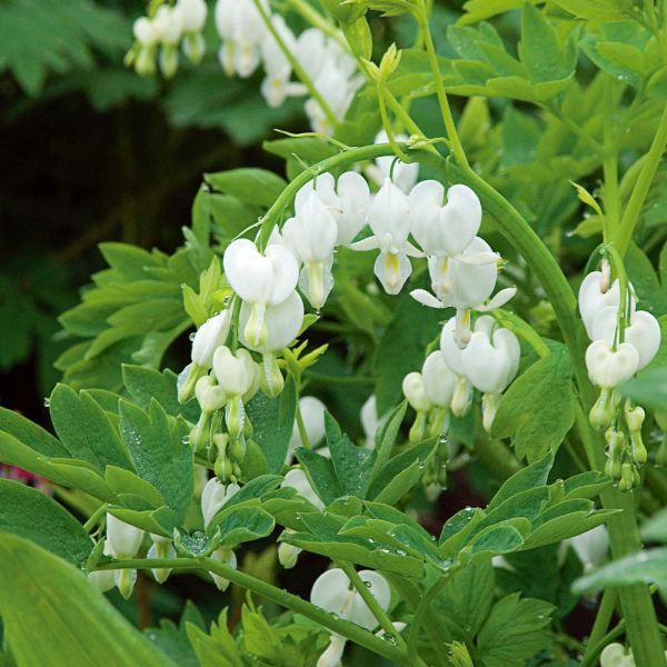 Dicentra spect White Bleeding Heart