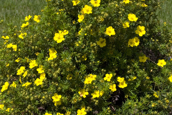 Dakota Sunspot® Potentilla