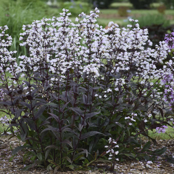Penstemon 'Onyx and Pearls' Beardtongue