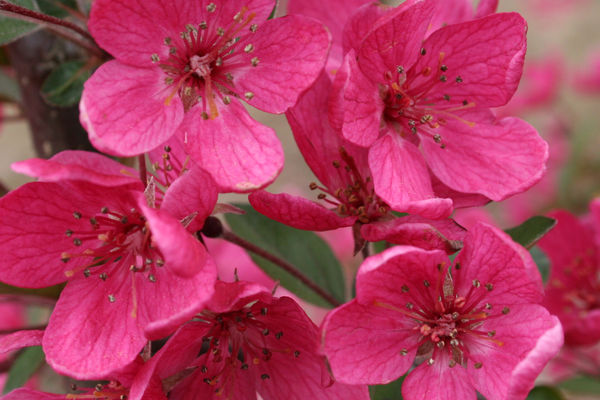 Purple Prince Crabapple