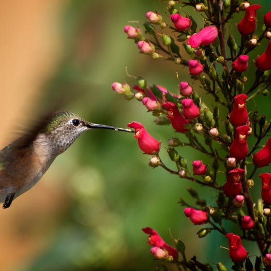 Scrophularia macrantha Redbirds In A Tree