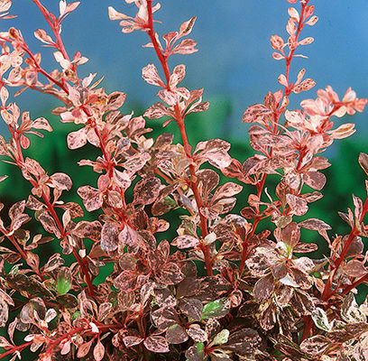 Rose Glow Barberry