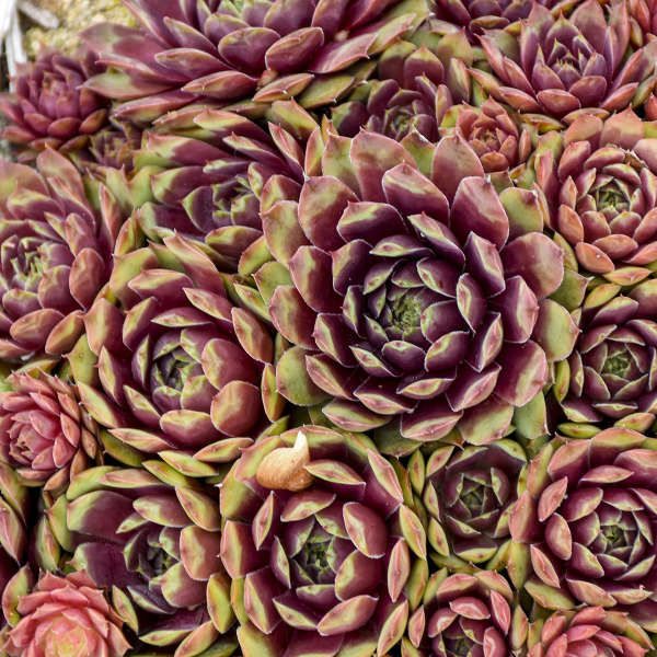 Sempervivum 'Ruby Heart' Hen & Chicks