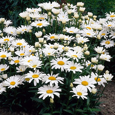 Leucanthemum Alaska Shasta Daisy