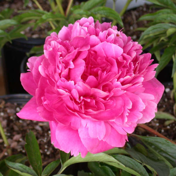 Kansas Peony Paeonia