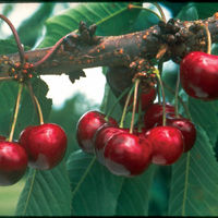 Carmine Jewel Romance Cherry