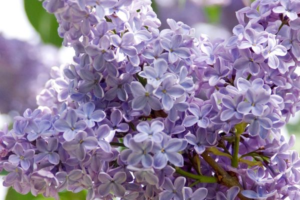 President Lincoln Lilac