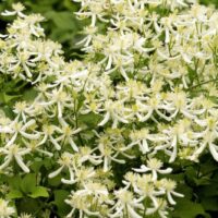 Sweet Autumn Clematis in Pot