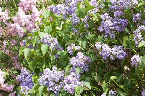 Wedgewood Blue Lilac