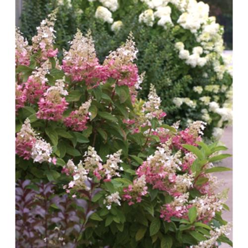 Pinky Winky Hydrangea in Pot