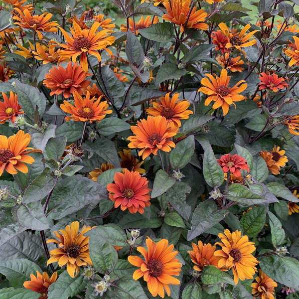Heliopsis helianthoides var. scabra 'Bleeding Hearts' False Sunflower