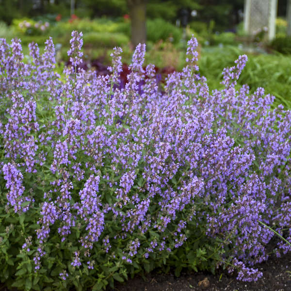 Nepeta faassenii 'Cat's Meow' PW Cat Mint