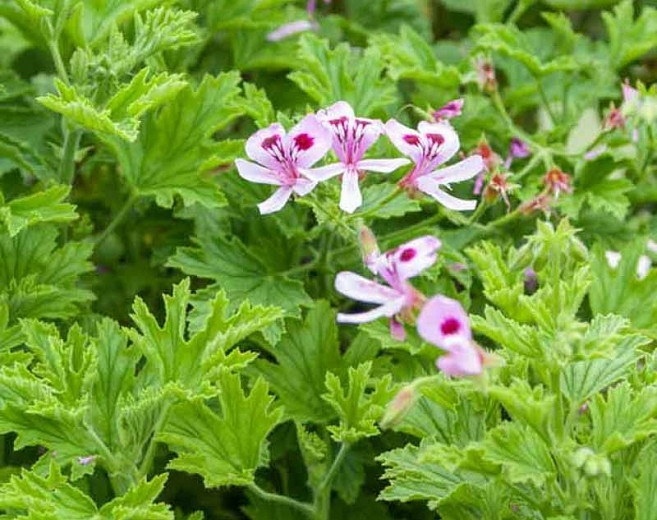 Citronella Scented Geranium