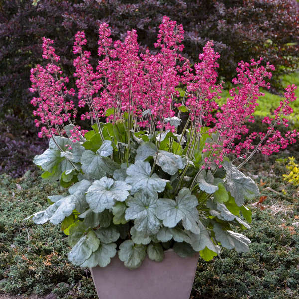 Heuchera Dolce 'Spearmint' PW Coral Bells