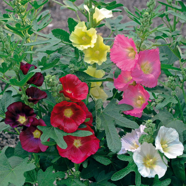 Alcea 'Las Vegas' Fig Leaf Hollyhock