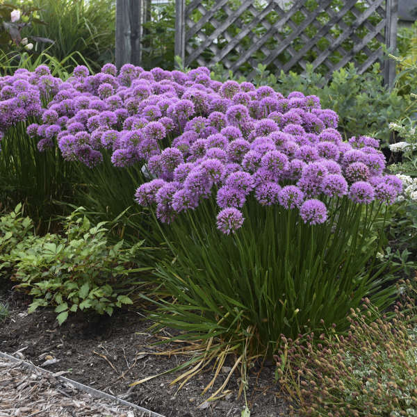 Allium 'Millenium' Ornamental Onion