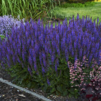 Salvia nemorosa 'Violet Riot' PW