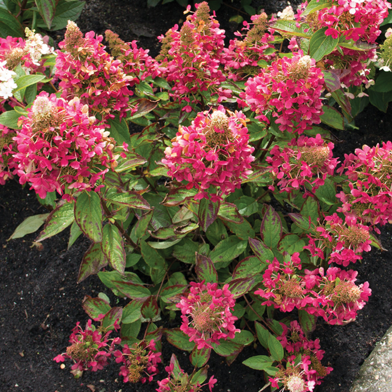 Flare Hydrangea