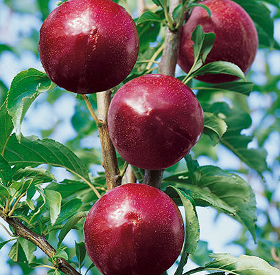 Superior Plum | Prunus 'Superior'
