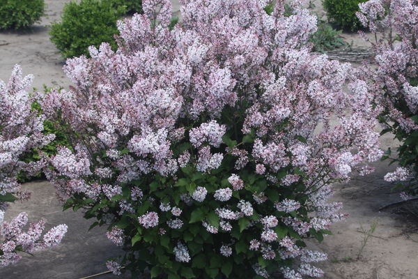 Dream Cloud™ Manchurian Lilac | Syringa patula 'KLMone'