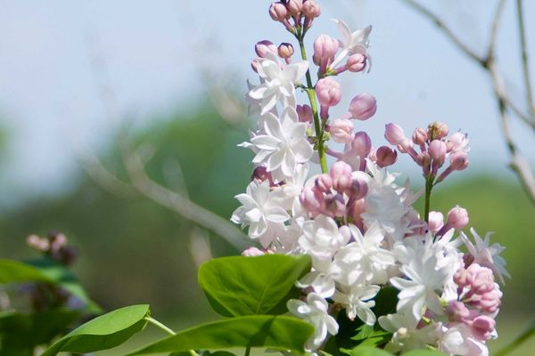 Beauty of Moscow Lilac | Syringa vulgaris 'Krasavitsa Moskvy'