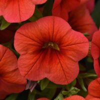 Cha-Cha Orange Calibrachoa, Million Bells