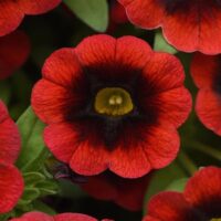Cha Cha Red Kiss Calibrachoa, Million Bells