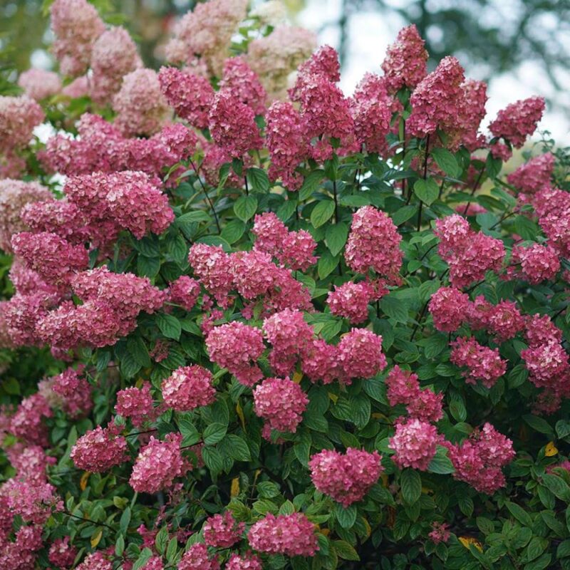 Hydrangea paniculata Fire Light®PW