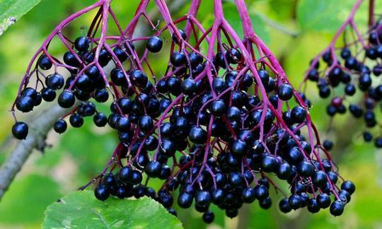 Johns Elderberry