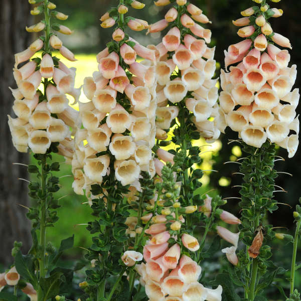 Digitalis purpurea 'Dalmatian Peach' Foxglove