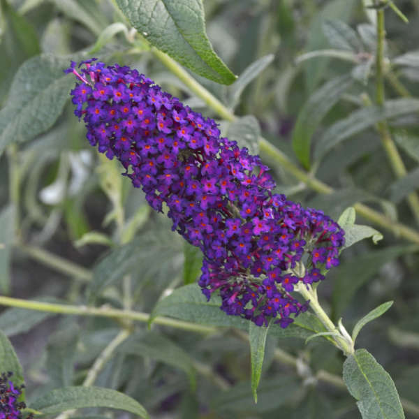 Buddleia 'Dark Dynasty' PP27834 MONARCH® Collection Butterfly Bush