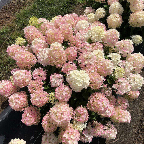 Firelight Tidbit Hydrangea paniculata PW