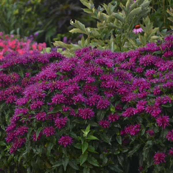 Monarda 'Grape Gumball' PP27498 SUGAR BUZZ® Series Bee Balm