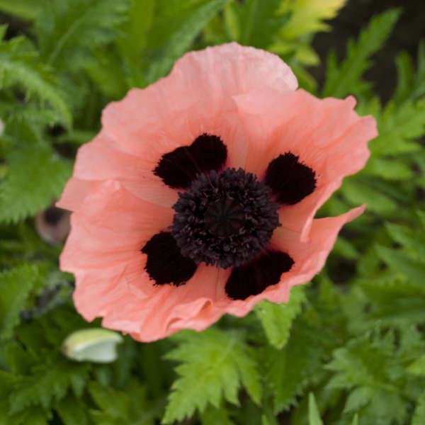 Papaver orientalis 'Queen Alexandra' Oriental Poppy