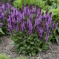 Salvia nemorosa 'Pink Profusion' PP31435 CPBRAF Profusion Series Salvia PW