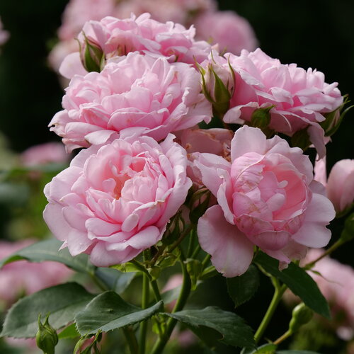 Reminiscent® Pink Rose Rosa x PW