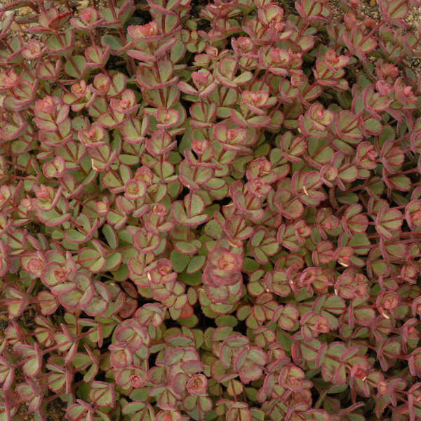Sedum sieboldii October Daphne Stonecrop