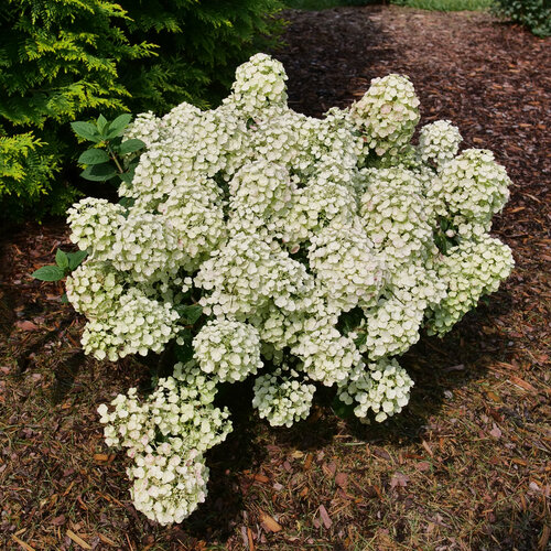 Tiny Quick Fire® Panicle Hydrangea Hydrangea paniculata PW