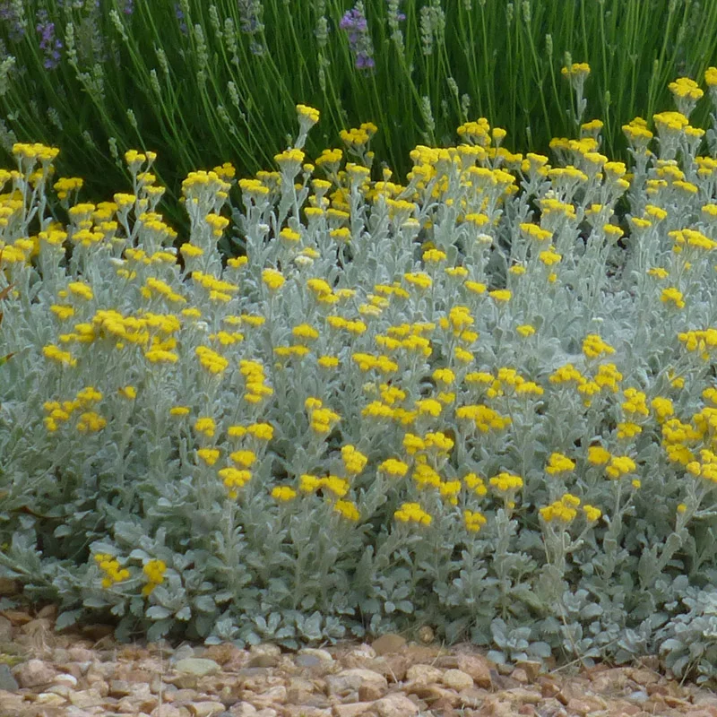 PARTRIDGE FEATHER Tanacetum densum ssp. Amanum