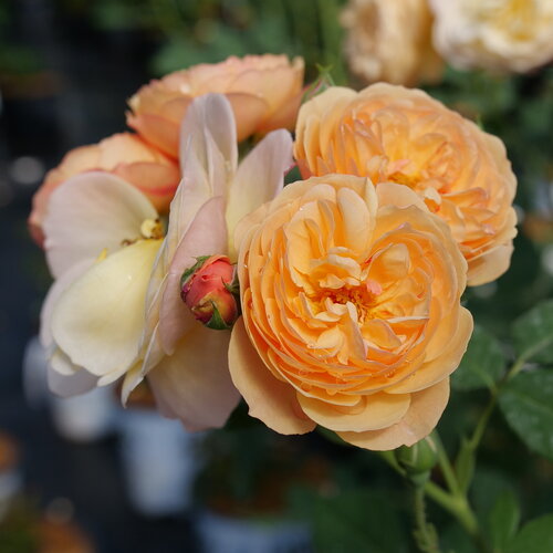 Flavorette™ Honey-Apricot Rose Rosa x PW