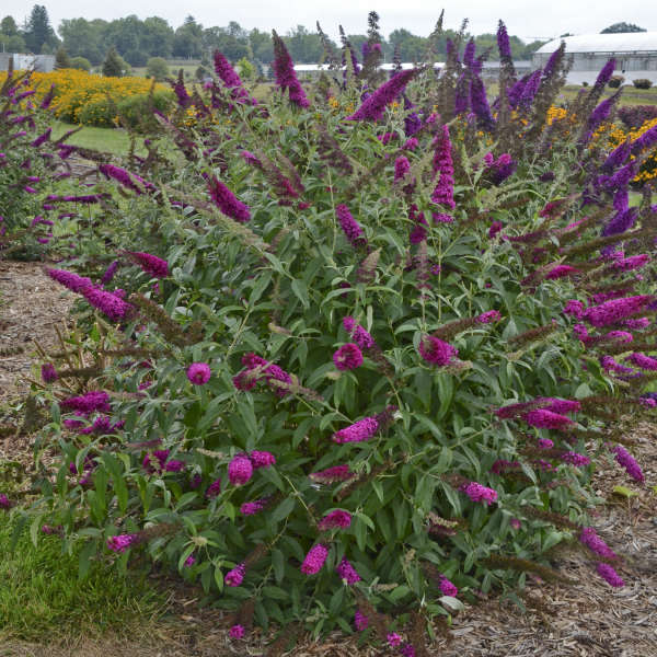 Buddleia 'Queen of Hearts' PP27987 MONARCH® Collection Butterfly Bush