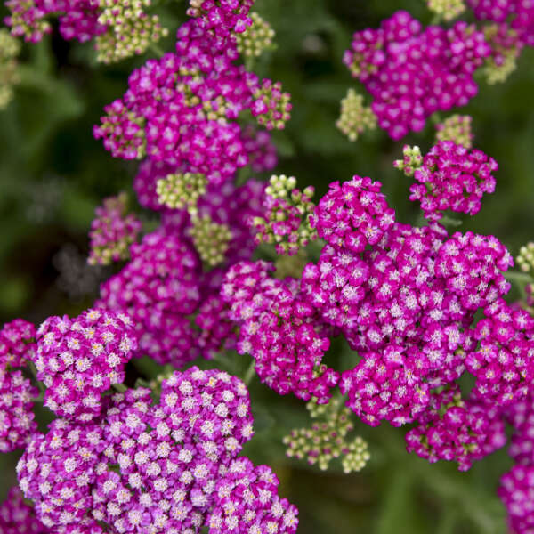 Achillea "Firefly Fuchsia' Yarrow PW