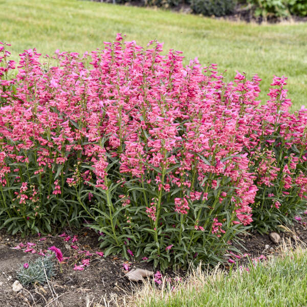 Penstemon barbatus 'Pink Pearls' CPBRAF PP36004 BEJEWELED™ Series Bearded Penstemon PW