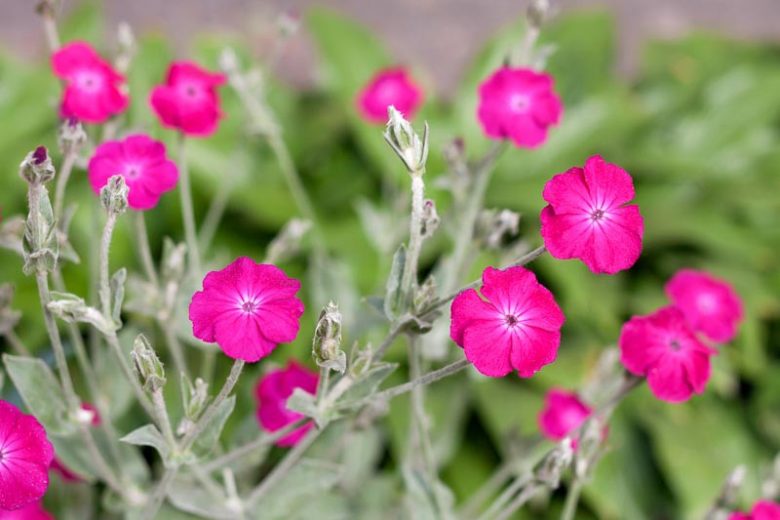 Lychnis coronaria Rose Campion or Catchfly
